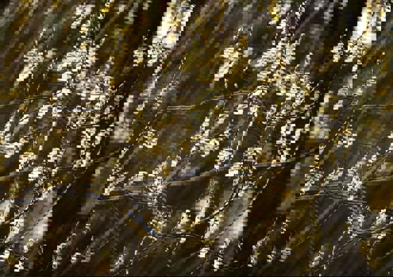 Foto: Elena Zadorina Våren er her!